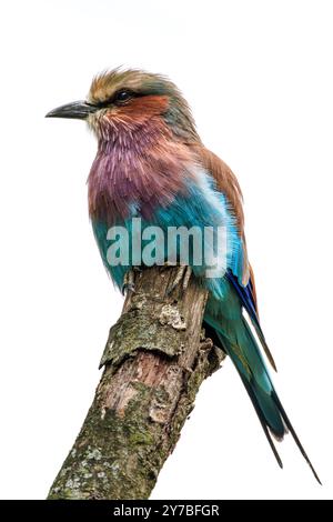 Ein Flieder-Breast-Roller (Coracias caudata) auf weißem Hintergrund Stockfoto