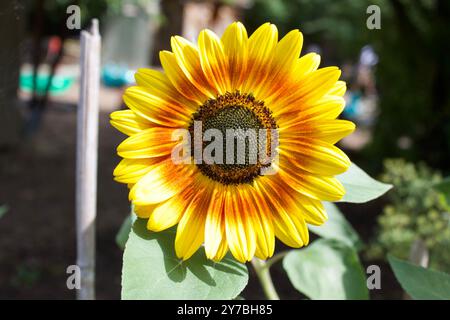 Sonnenblume, Spitalfields City Farm Stockfoto