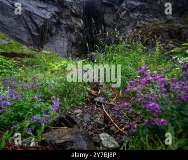 Lebendige Wildblumen in einer üppigen, felsigen Bergkulisse mit zerklüfteten Klippen im Hintergrund schaffen eine ruhige und natürliche Wildnisszene Stockfoto