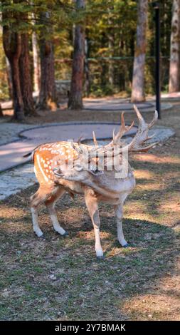 Yong-Hirsch in wilder Natur Stockfoto