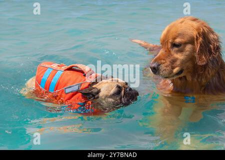 Nahaufnahme eines rot-goldenen Retrievers, der im Meer schwimmt, mit einer französischen Bulldogge in Schwimmweste, Florida, USA Stockfoto