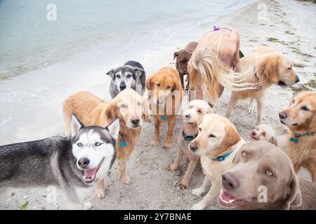 Junge Frau, die am Strand zwischen einer Gruppe von verschiedenen Hunden steht, Florida, USA Stockfoto