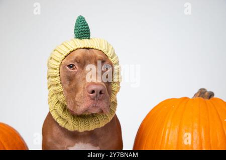 Porträt einer Pitbull Terrier-Mischung mit gestrickter Kapuze aus Sturmholz, die zwischen Kürbissen sitzt Stockfoto