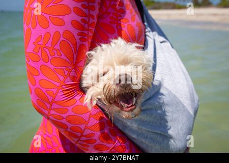 Nahaufnahme einer Frau, die am Strand steht und ein weißes Havapoo in einer Schlinge trägt, Florida, USA Stockfoto