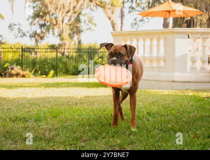 Nahaufnahme eines Hundes, der in einem Garten steht und eine Plastik-Frisbee im Mund trägt Stockfoto