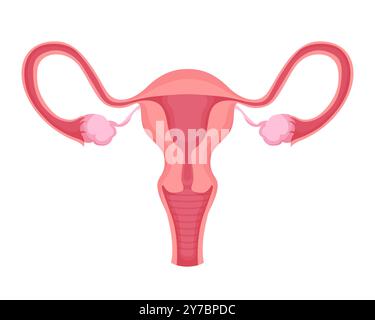 Vektorabbildung des weiblichen Fortpflanzungssystems isoliert. Uterus, Eileiter und Eierstöcke mit Schwerpunkt auf Anatomie, Gynäkologie, und reproduktive Gesundheit. Stock Vektor