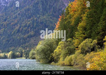 Wanderung rund um den Offensee, im oberösterreichischen Salzkammergut, am 29.09.2024. Das Bild zeigt einen herbstlichen Wald in Hanglage, am Ufer des Offensees 2024 - Wanderung rund um den Offensee, im oberösterreichischen Salzkammergut, am 29.09.2024. *** Wanderung rund um den Offensee, im oberösterreichischen Salzkammergut, am 29 09 2024 das Bild zeigt einen herbstlichen Wald an einem Hang, am Ufer der Offensee 2024 Wanderung rund um den Offensee, im oberösterreichischen Salzkammergut, am 29 09 2024 Stockfoto