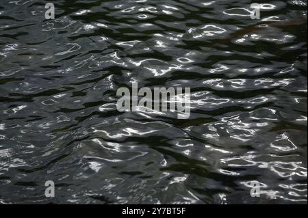 Wanderung rund um den Offensee, im oberösterreichischen Salzkammergut, am 29.09.2024. Das Bild zeigt Wellen an der Wasseroberfläche des Offensees. Wasserbild 2024 - Wanderung rund um den Offensee, im oberösterreichischen Salzkammergut, am 29.09.2024. *** Wanderung um den Offensee, im oberösterreichischen Salzkammergut, am 29 09 2024 das Bild zeigt Wellen auf der Wasseroberfläche des Offenseewasserbildes 2024 Wanderung um den Offensee, im oberösterreichischen Salzkammergut, am 29 09 2024 Stockfoto