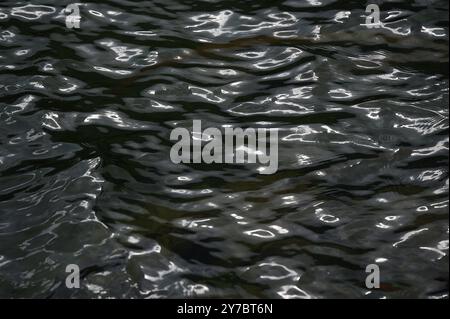 Wanderung rund um den Offensee, im oberösterreichischen Salzkammergut, am 29.09.2024. Das Bild zeigt Wellen an der Wasseroberfläche des Offensees. Wasserbild 2024 - Wanderung rund um den Offensee, im oberösterreichischen Salzkammergut, am 29.09.2024. *** Wanderung um den Offensee, im oberösterreichischen Salzkammergut, am 29 09 2024 das Bild zeigt Wellen auf der Wasseroberfläche des Offenseewasserbildes 2024 Wanderung um den Offensee, im oberösterreichischen Salzkammergut, am 29 09 2024 Stockfoto