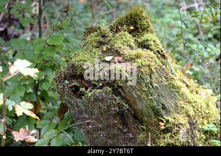 Wanderung rund um den Offensee, im oberösterreichischen Salzkammergut, am 29.09.2024. Das Bild zeigt einen bemoosten Baumstrunk, der an den Kopf eines Frosches erinnert 2024 - Wanderung rund um den Offensee, im oberösterreichischen Salzkammergut, am 29.09.2024. *** Wanderung um den Offensee, im oberösterreichischen Salzkammergut, am 29 09 2024 das Bild zeigt einen moosigen Baumstumpf, der an den Kopf einer Froschwanderung 2024 um den Offensee im oberösterreichischen Salzkammergut erinnert, am 29 09 2024 Stockfoto