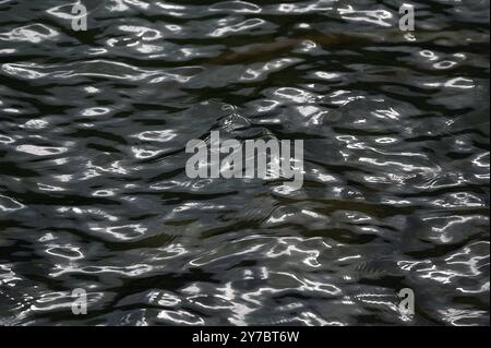 Wanderung rund um den Offensee, im oberösterreichischen Salzkammergut, am 29.09.2024. Das Bild zeigt Wellen an der Wasseroberfläche des Offensees. Wasserbild 2024 - Wanderung rund um den Offensee, im oberösterreichischen Salzkammergut, am 29.09.2024. *** Wanderung um den Offensee, im oberösterreichischen Salzkammergut, am 29 09 2024 das Bild zeigt Wellen auf der Wasseroberfläche des Offenseewasserbildes 2024 Wanderung um den Offensee, im oberösterreichischen Salzkammergut, am 29 09 2024 Stockfoto