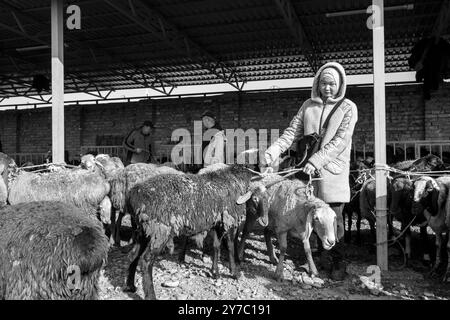 Kirgisistan, Karakol, Viehmarkt Stockfoto