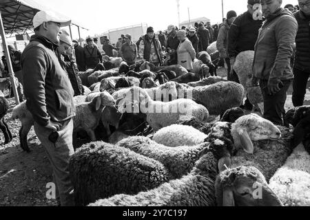 Kirgisistan, Karakol, Viehmarkt Stockfoto