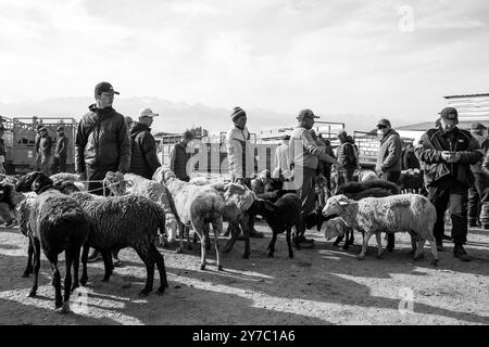 Kirgisistan, Karakol, Viehmarkt Stockfoto