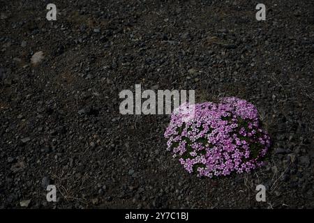 Leuchtend rosa Blüten (Moos campion), die auf schwarzem Lavaband in Südisland wachsen Stockfoto