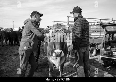 Kirgisistan, Karakol, Viehmarkt Stockfoto