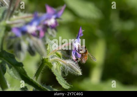 Nahaufnahme einer Honigbiene auf einer Borretschpflanze mit offenen und geschlossenen Blüten. Stockfoto