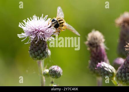 Nahaufnahme eines lhelophilus trivittatus, der auf einer Distelblüte sitzt und Nektar saugt. Stockfoto