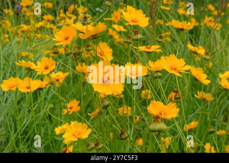 Coreopsis grandiflora blüht. Romantische Pflanzen. Natur floraler Hintergrund. Blühende Blumen auf der Wiese. Hüttengarten. Stockfoto