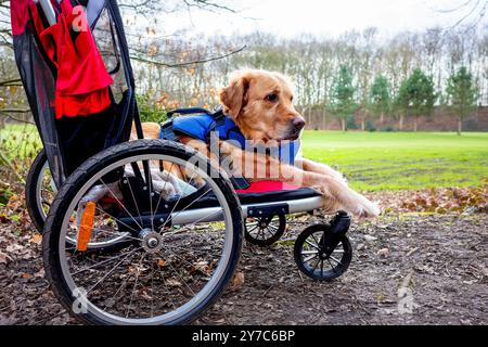 Golden Retriever Hund im Rollstuhl, der einen Tag im Park genießt. Stockfoto