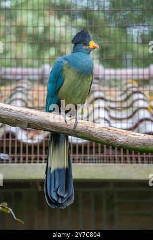 Großer blauer Turaco, Corythaeola cristata Stockfoto