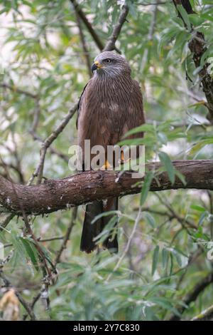 Schwarzer Drachen, Milvus migrans Stockfoto