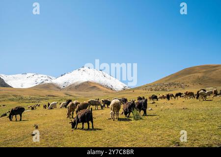 Kirgisistan, Leichnam von Son-Kul, Schafweiden Stockfoto