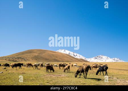 Kirgisistan, Leichnam von Son-Kul, Schafweiden Stockfoto