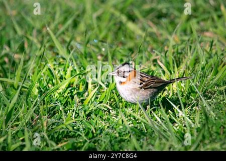 Spatzen mit Rufenkragen auf dem grünen Gras Stockfoto