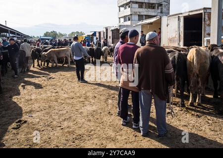 Kirgisistan, Karakol, Viehmarkt Stockfoto