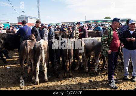 Kirgisistan, Karakol, Viehmarkt Stockfoto