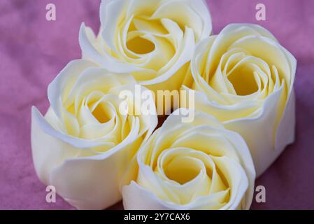 Weiße Seifenrosen auf rosa Hintergrund Stockfoto
