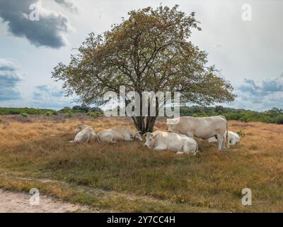 Weiße Kühe liegen im Schatten eines Baumes an einem heißen, sonnigen Tag. Stockfoto