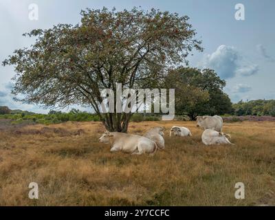 Weiße Kühe ruhen im Schatten eines Baumes an einem heißen, sonnigen Tag. Stockfoto