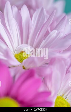 Vertikales Bild von rosa Chrysanthemenblüten in einem Strauß. Stockfoto