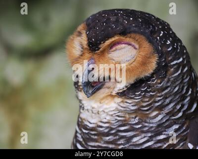 Gepunktete Holzeile Ruhendes Porträt Stockfoto