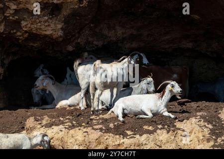 Hausziegen (Capra hircus) auf einer Ziegenfarm in der Nähe von Neo Chorio, Zypern Stockfoto