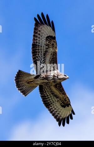 Gemeiner Bussard, ein mittelgroßer Raptor, der kleine Säugetiere und Vögel jagt. Foto auf der Rennbahn Baldoyle, Dublin. Stockfoto