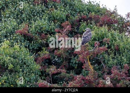 Gemeiner Bussard, ein mittelgroßer Raptor, der kleine Säugetiere und Vögel jagt. Foto auf der Rennbahn Baldoyle, Dublin. Stockfoto