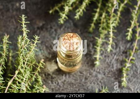 Ätherisches Thymianöl in einer durchsichtigen Glasflasche Stockfoto