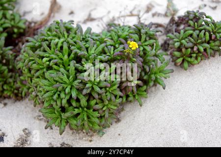 Moqueguirre Hediondo oder Coastal Ragwort, Senecio leucanthemifolius var. Falcifolius, Asteraceae. Orzola, Lanzarote, Kanarische Inseln, Spanien. Stockfoto