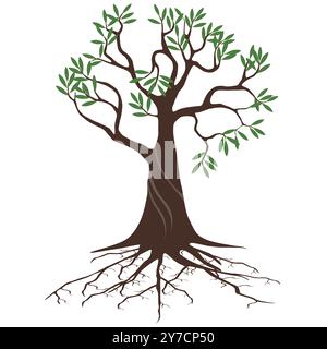 Olivenbaum mit Wurzeln auf weißem Hintergrund. Stock Vektor