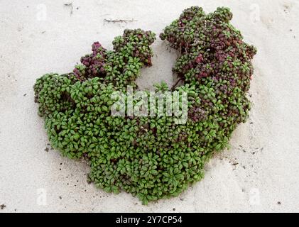 Moqueguirre Hediondo oder Coastal Ragwort, Senecio leucanthemifolius var. Falcifolius, Asteraceae. Orzola, Lanzarote, Kanarische Inseln, Spanien. Stockfoto