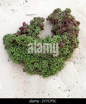 Moqueguirre Hediondo oder Coastal Ragwort, Senecio leucanthemifolius var. Falcifolius, Asteraceae. Orzola, Lanzarote, Kanarische Inseln, Spanien. Stockfoto