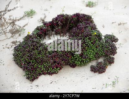 Moqueguirre Hediondo oder Coastal Ragwort, Senecio leucanthemifolius var. Falcifolius, Asteraceae. Orzola, Lanzarote, Kanarische Inseln, Spanien. Stockfoto