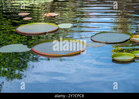 Große, kreisförmige Seerosenblätter schweben auf der ruhigen Wasseroberfläche, zeigen ihre einzigartige Struktur und schaffen eine natürliche künstlerische und ruhige Atmosphäre Stockfoto