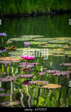 Leuchtende rosafarbene Seerosen, umgeben von Lilienpads, schweben auf reflektierendem Wasser und zeigen eine wunderschöne Szene der natürlichen Ruhe und der Eleganz des Aqua Stockfoto