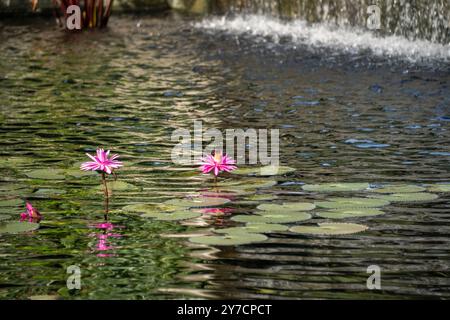 Leuchtend rosa Seerosen blühen in der Nähe eines sanften Wasserfalls, ihre leuchtenden Farben und Reflexionen tragen zur ruhigen Schönheit der Wasserlandschaft cre bei Stockfoto