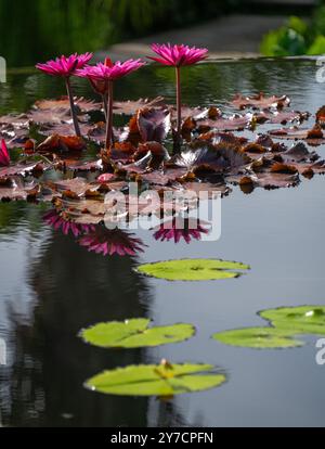 Eine Ansammlung magentafarbener Seerosen steht hoch, deren bunte Reflexionen schöne Formen auf dem Wasser bilden, umgeben von einer gesunden grünen Lilie p Stockfoto