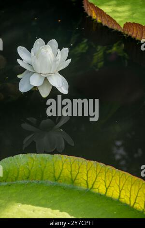 Eine ruhige weiße Lotusblüte spiegelt sich anmutig im ruhigen, dunklen Wasser wider, umgeben von grünen Lilienpads. Das Bild fängt Ruhe und Natürlichkeit ein Stockfoto